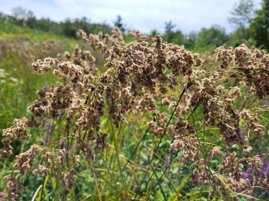 Scirpus cyperinus — search result for 'Cyperaceae'