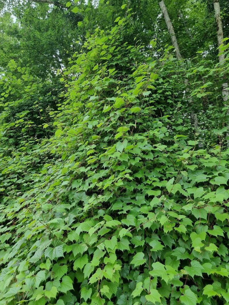 Vitis riparia x Vitis rupestris habit