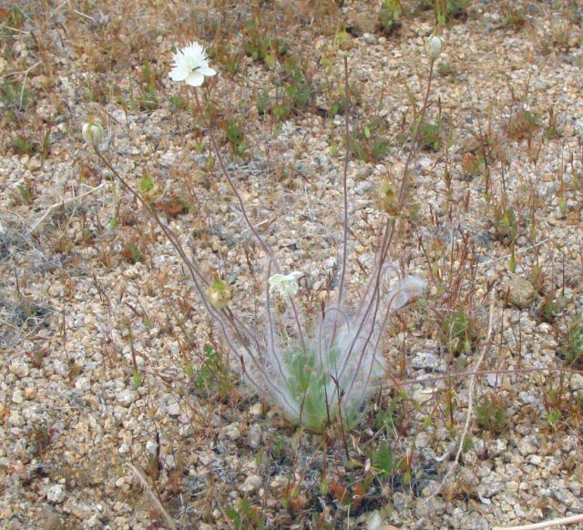 Platystemon californicus habit
