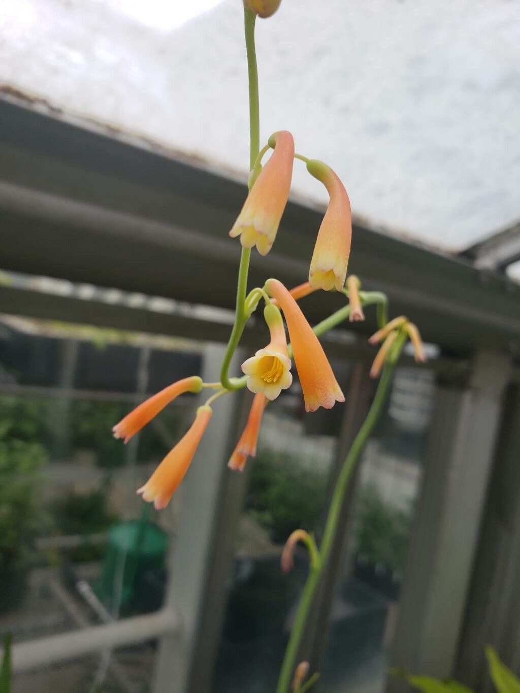 Agave coetocapnia flower