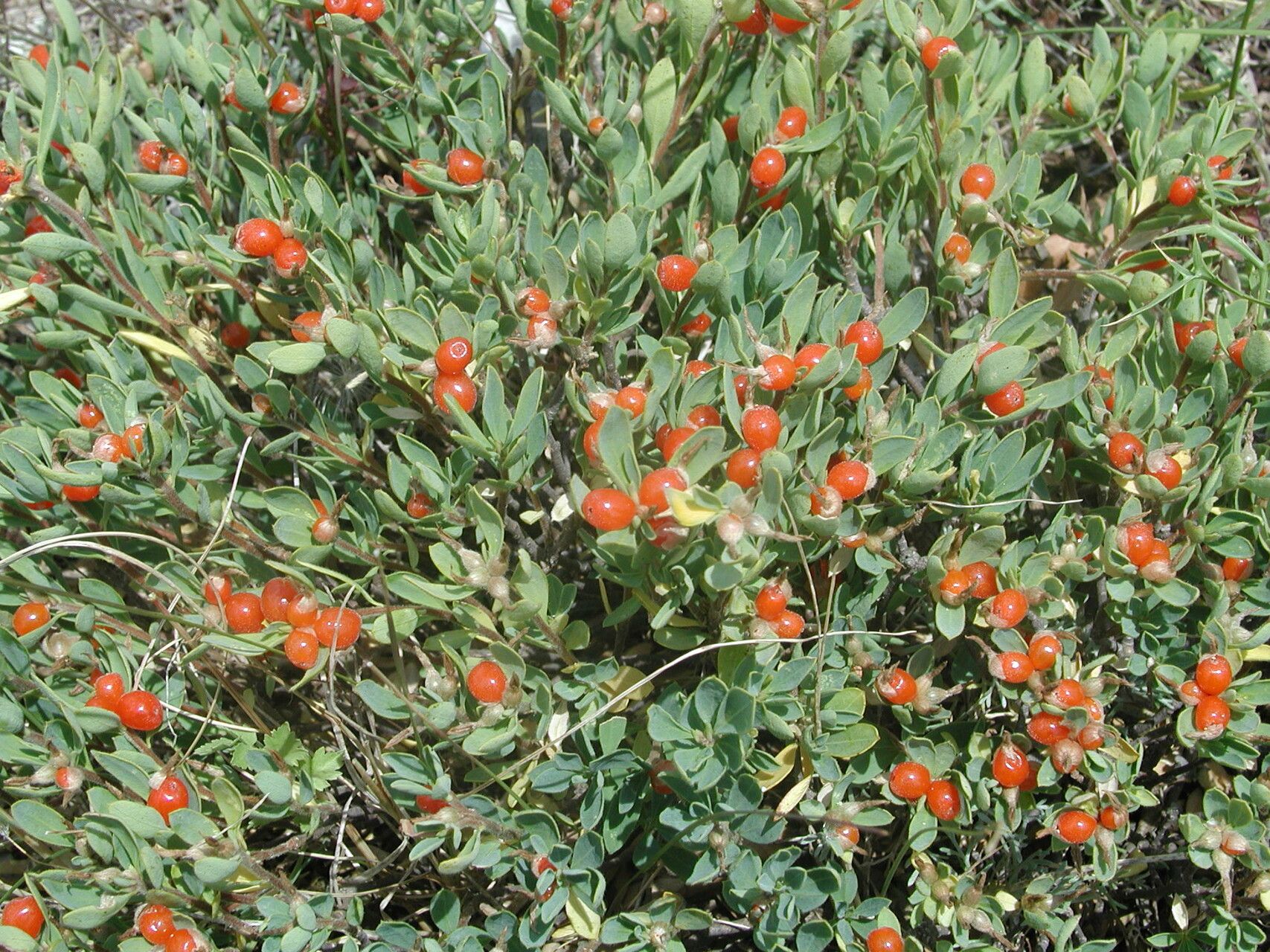 Daphne oleoides fruit