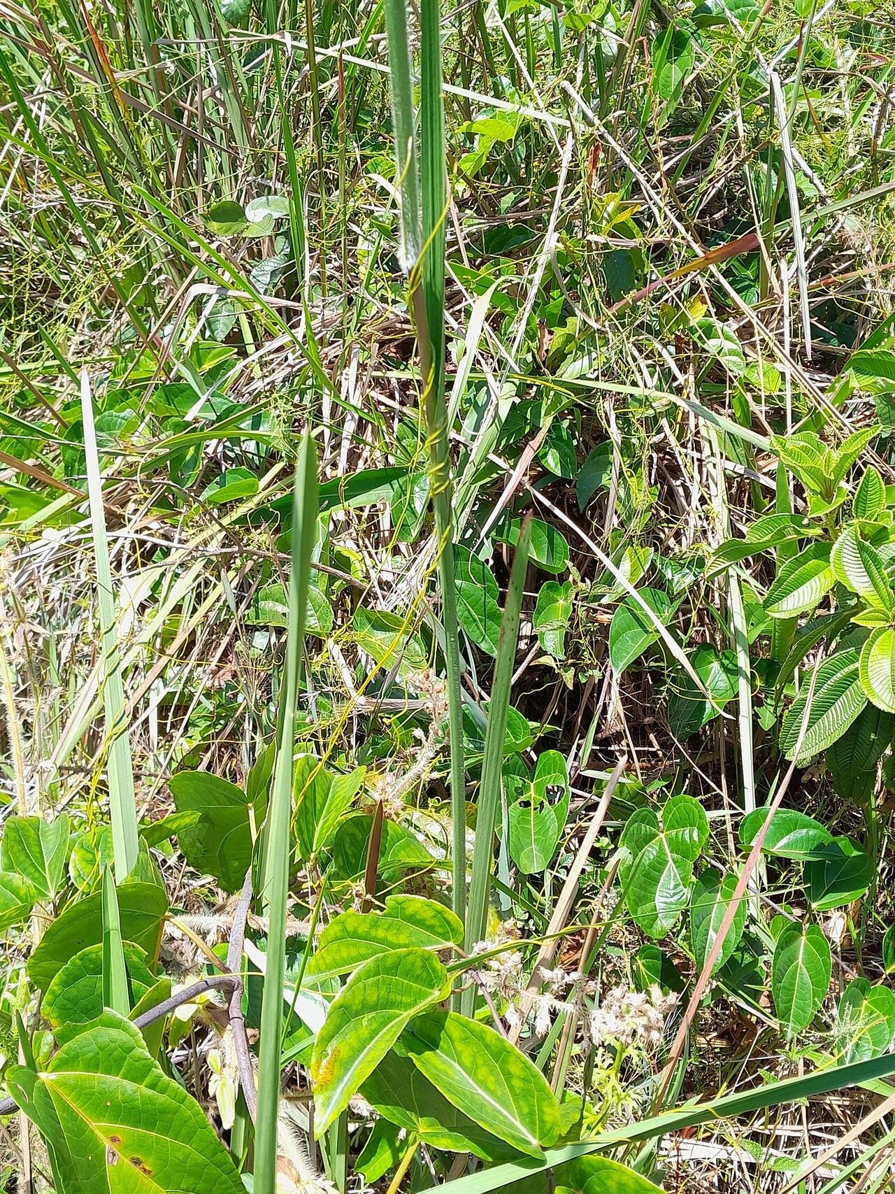 Axonopus surinamensis leaf