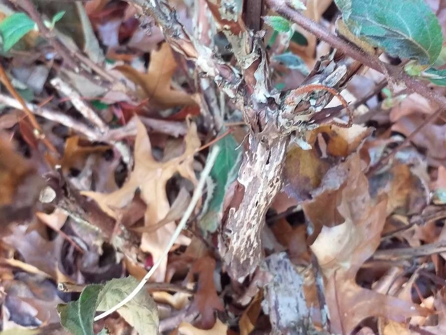 Hydrangea involucrata bark