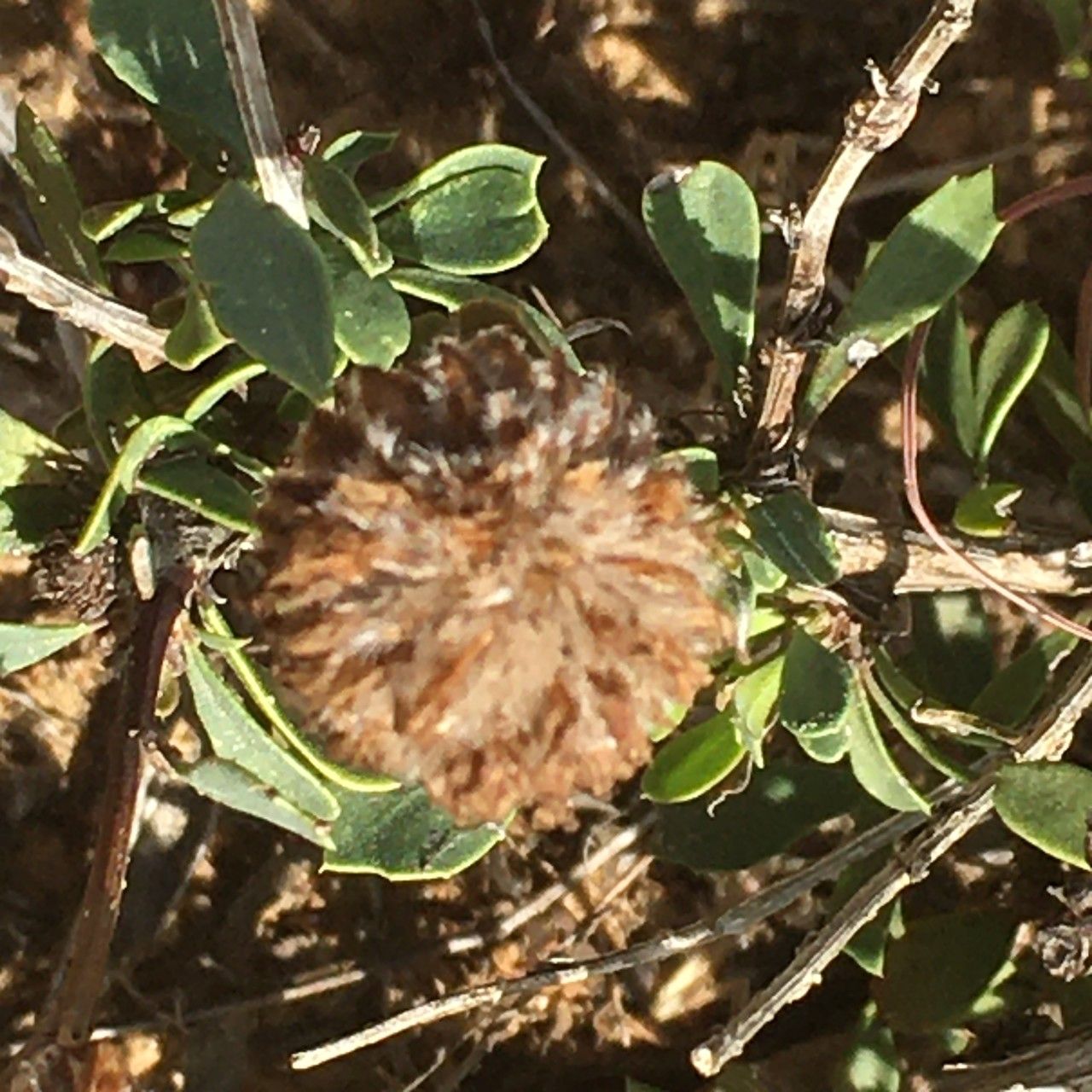 Globularia arabica fruit