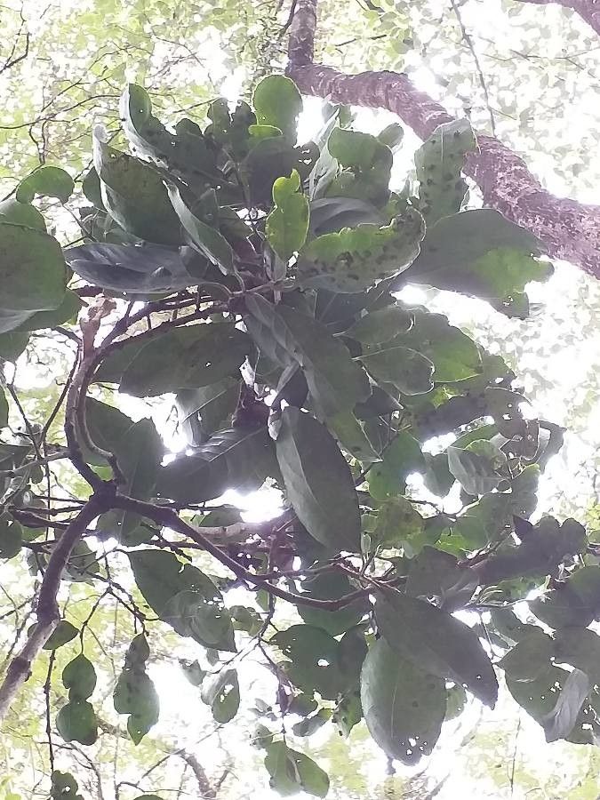 Elaeodendron buchananii — related species from the same genus