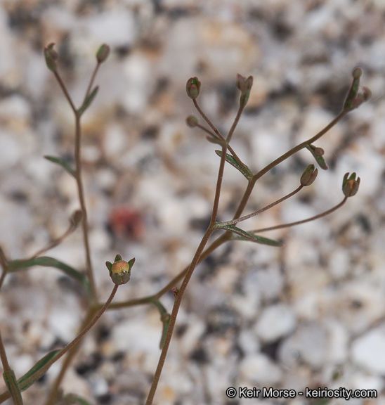 Nemacladus glandulifer fruit