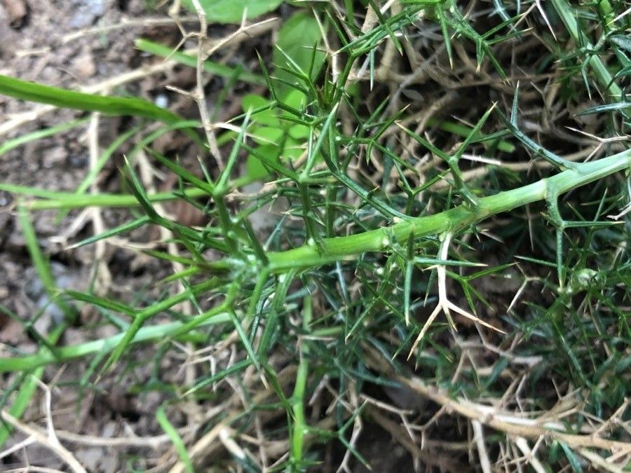 Carthamus balearicus — related species from the same genus