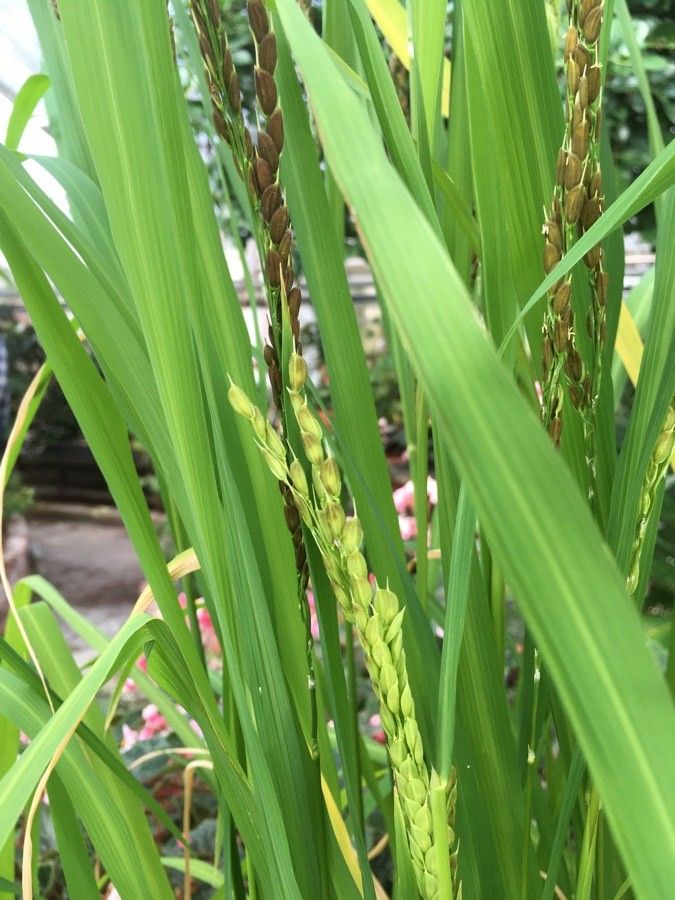 Oryza glaberrima flower