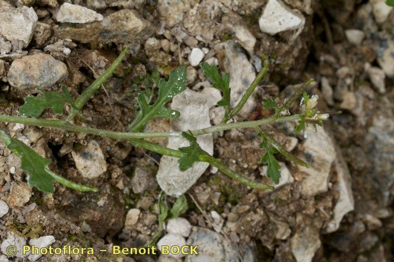 Erucastrum supinum bark