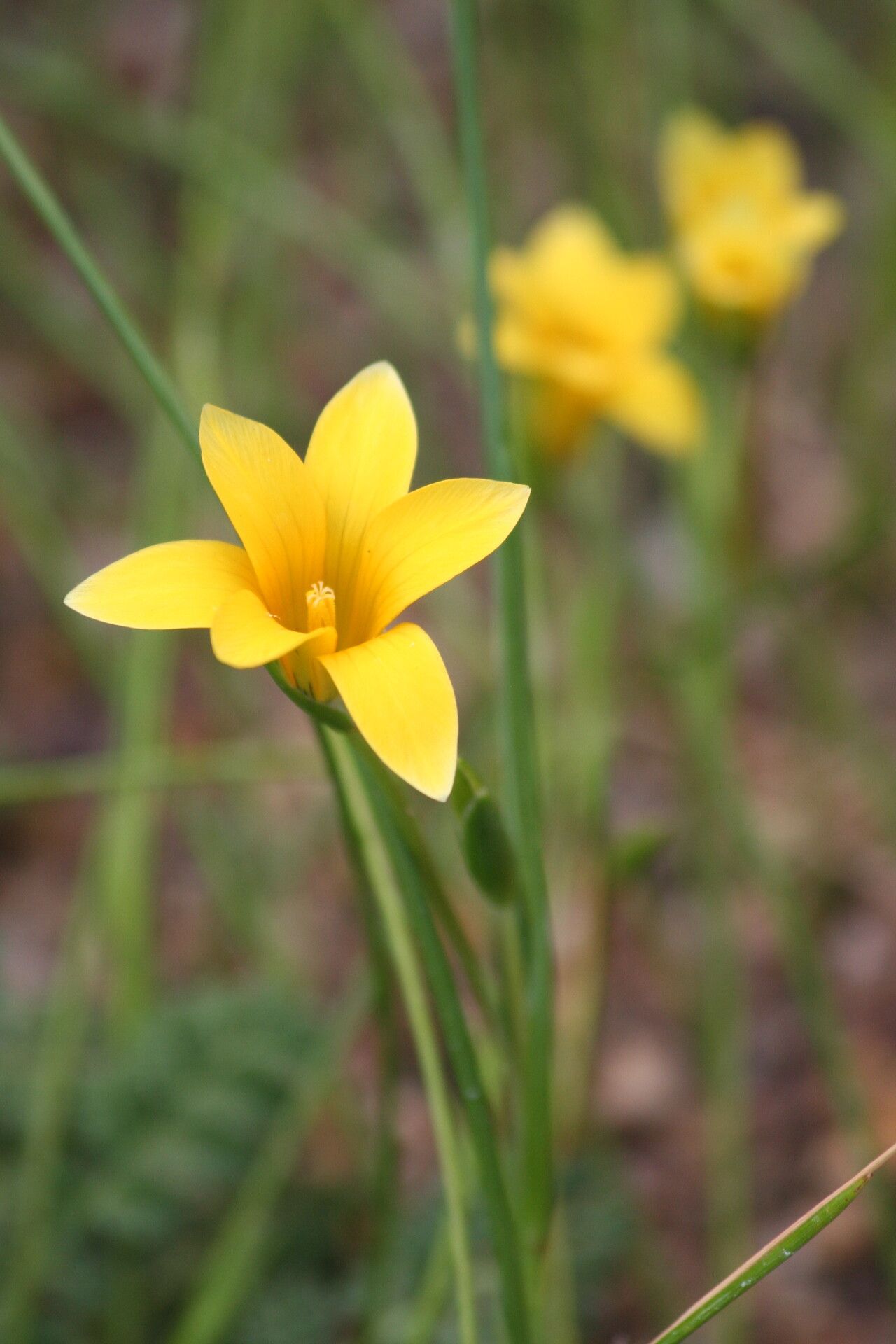 Romulea saldanhensis — search result for 'Romulea'