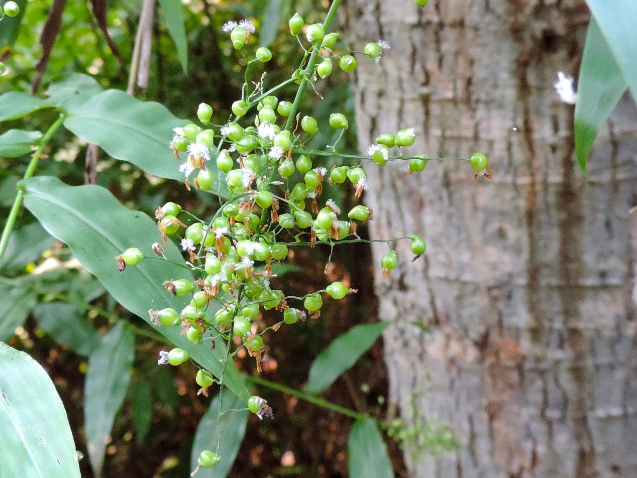 Panicum trichoides habit