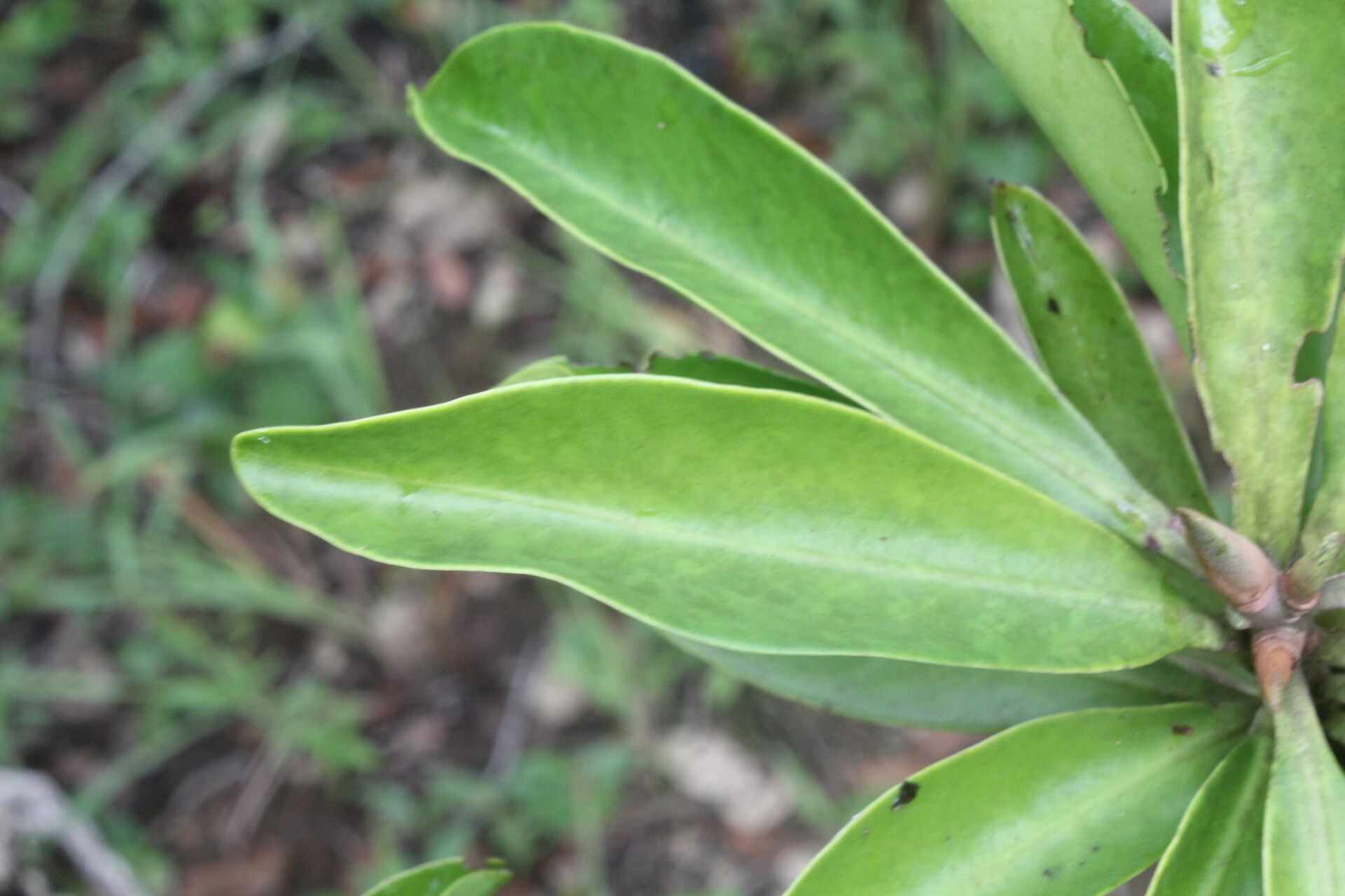 Ardisia densiflora leaf