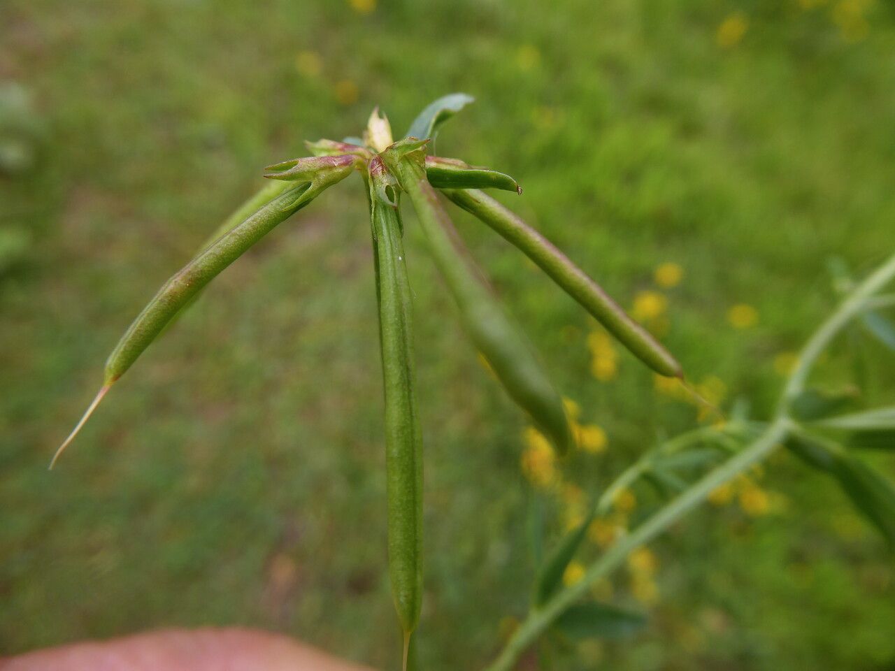 Lotus ornithopodioides fruit