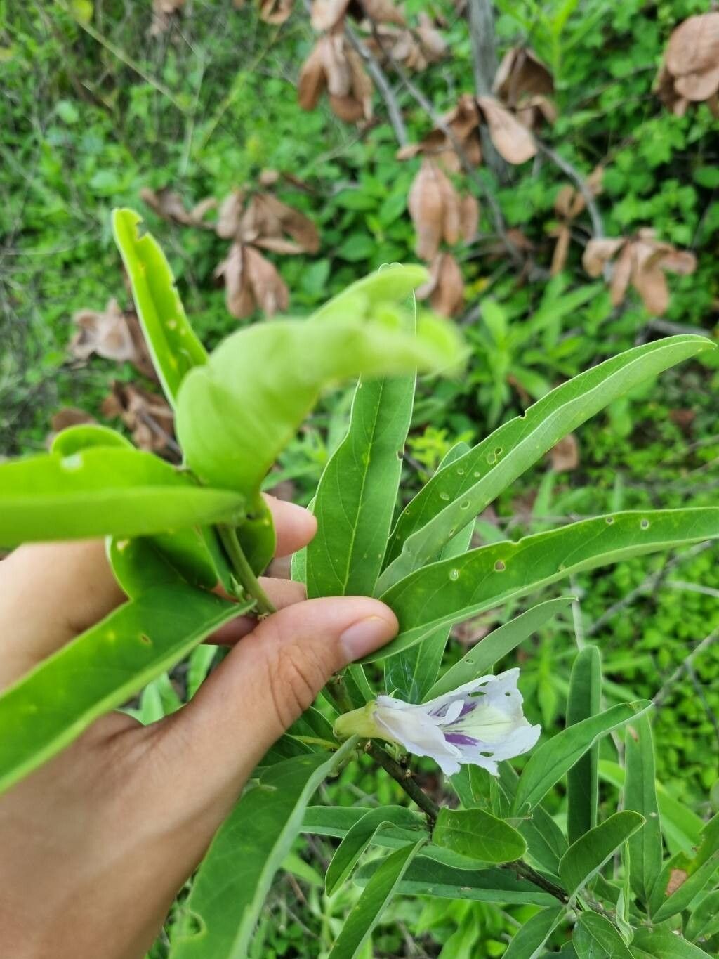Clitoria laurifolia — houseplant care guide