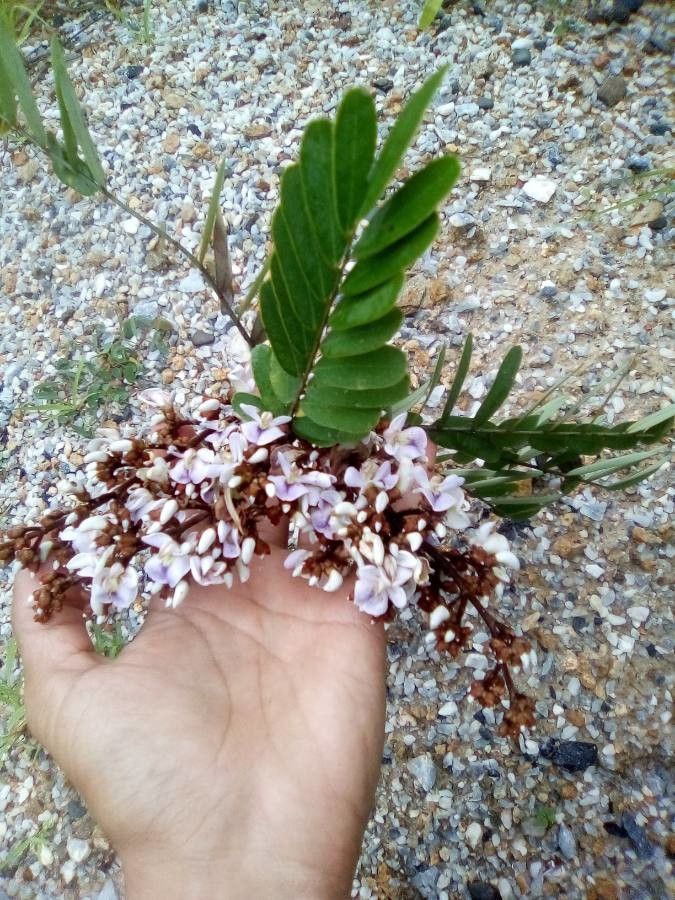 Machaerium biovulatum flower
