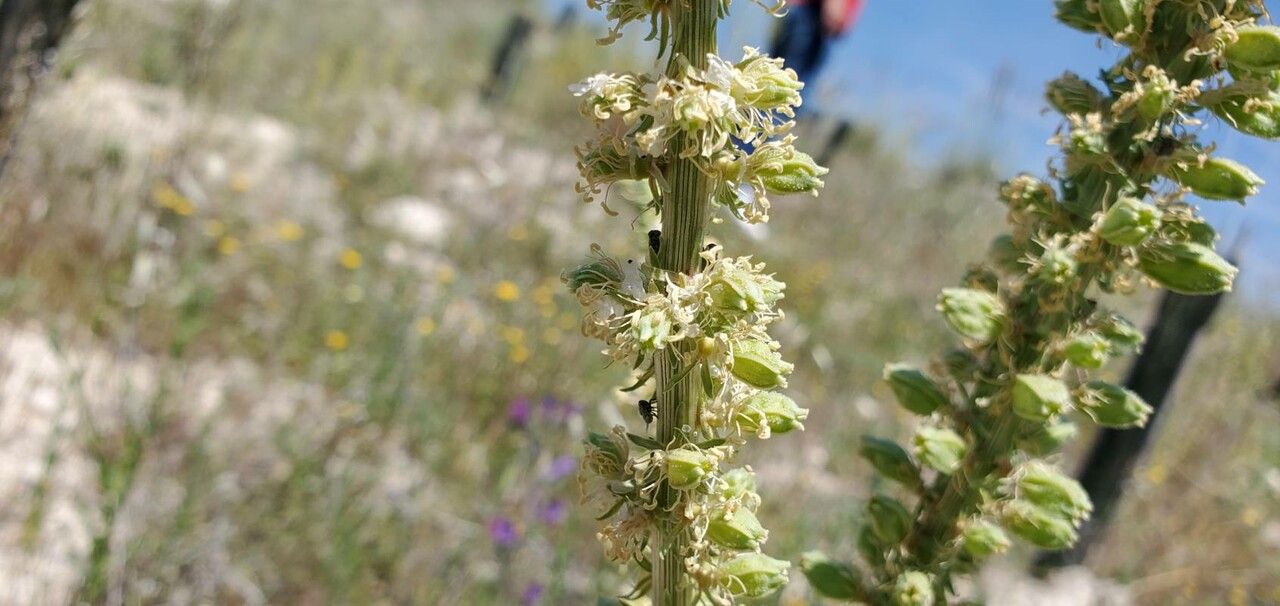 Reseda villosa flower