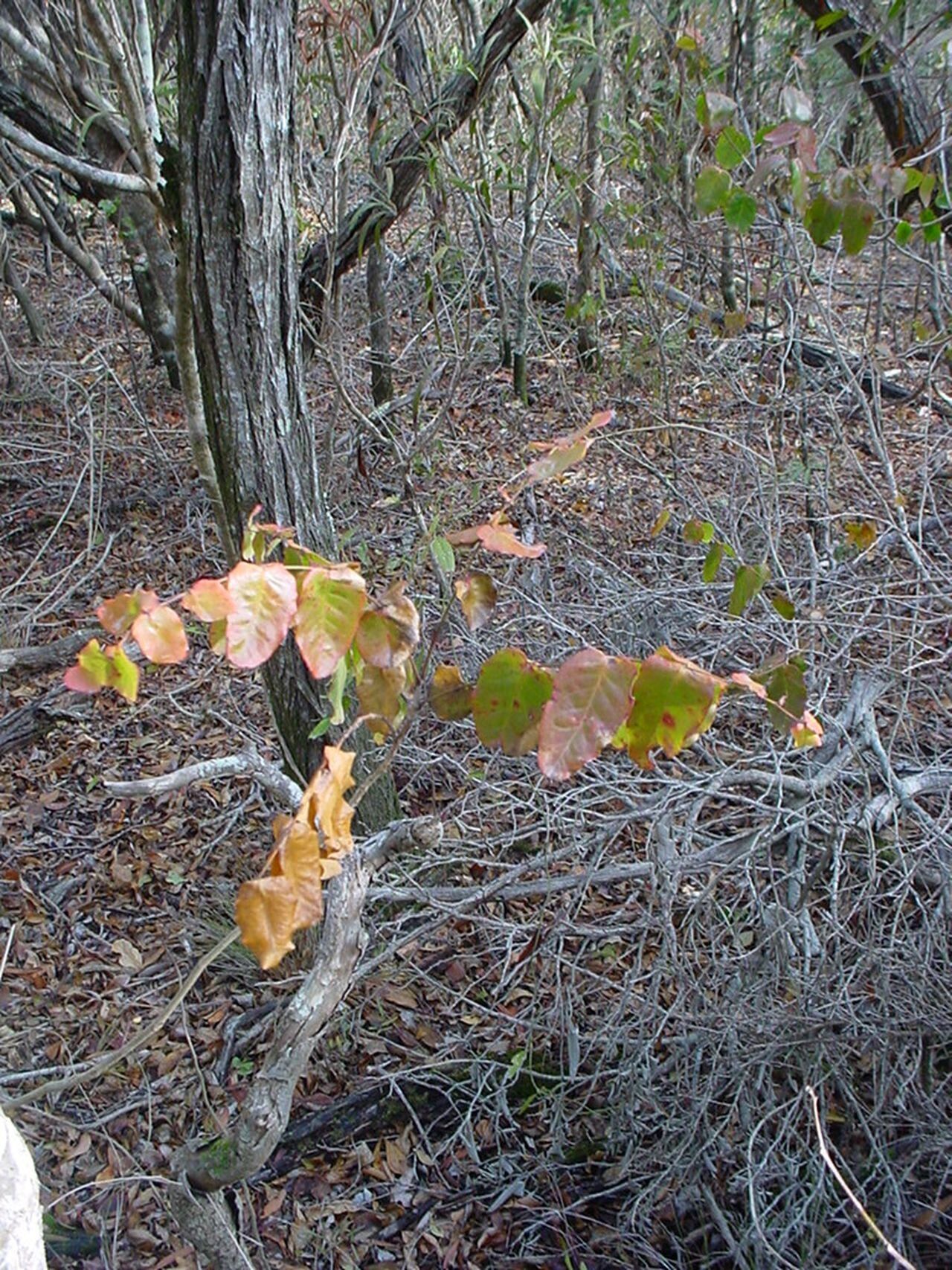 Phyllanthus chamaecerasus — houseplant care guide