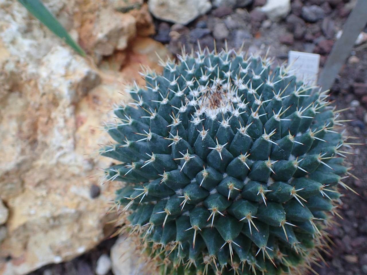 Mammillaria winterae fruit