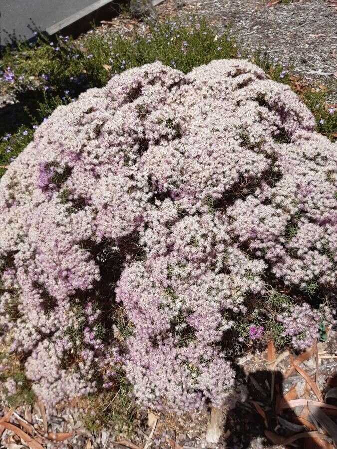 Verticordia verticordina — houseplant care guide