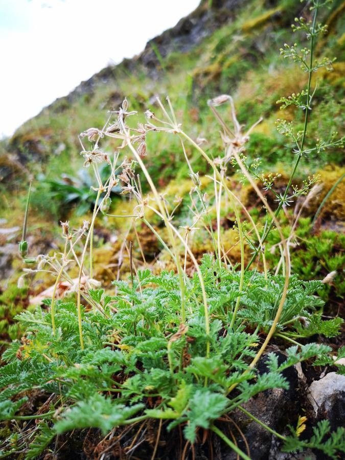 Erodium glandulosum fruit