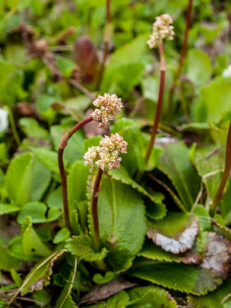 Leptarrhena pyrolifolia — search result for 'Pyrola'
