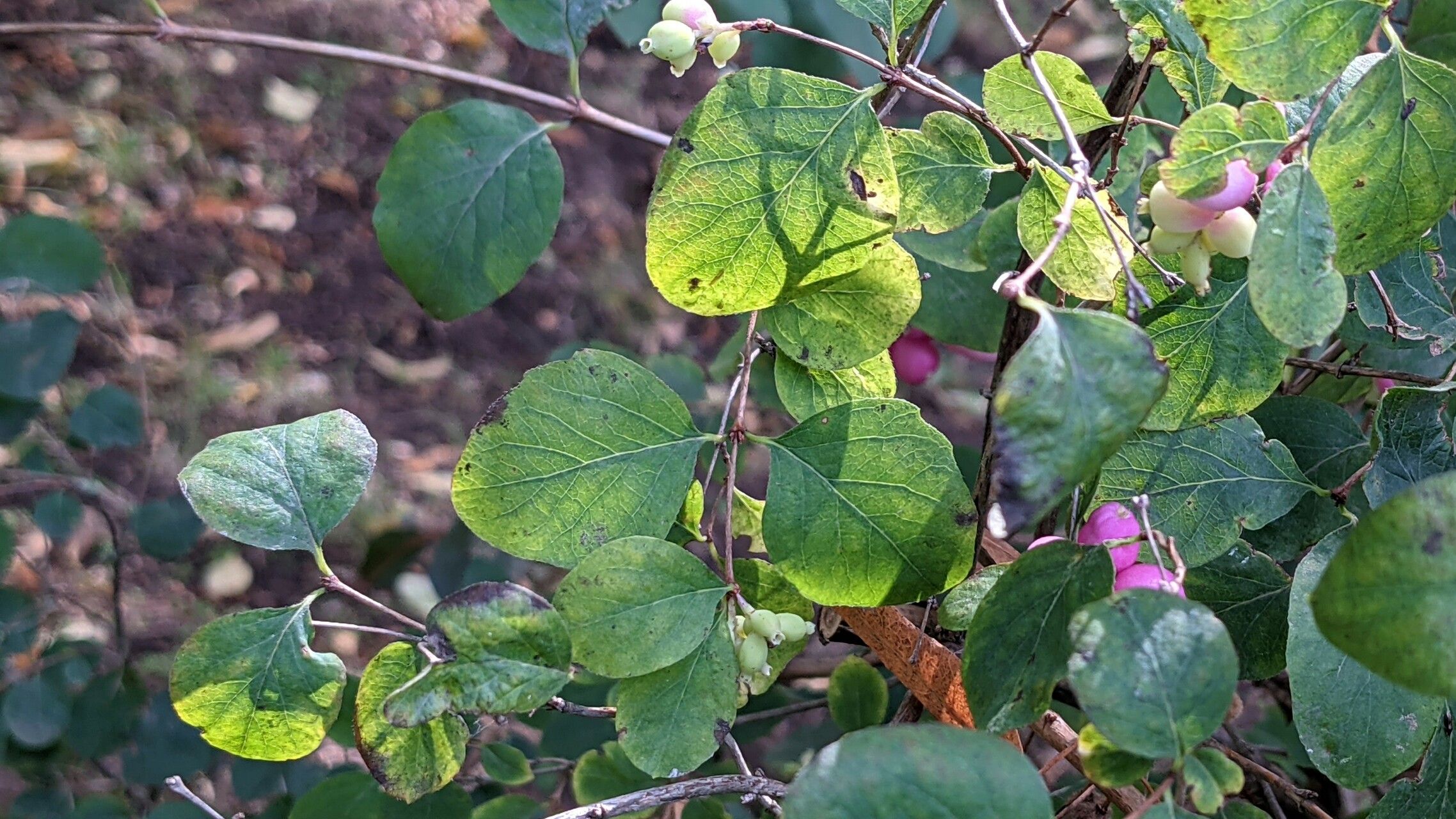 Symphoricarpos x doorenbosii — search result for 'Symphoricarpos'