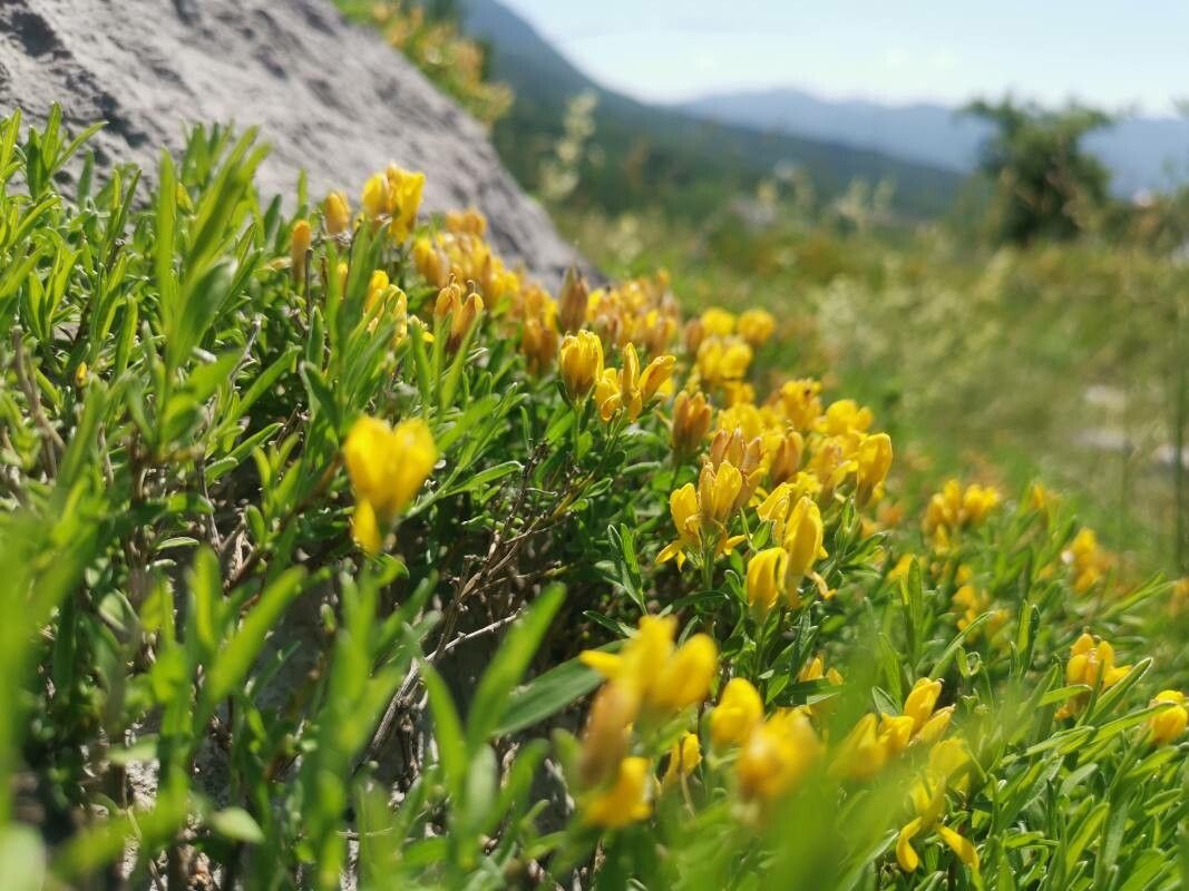 Genista delphinensis flower