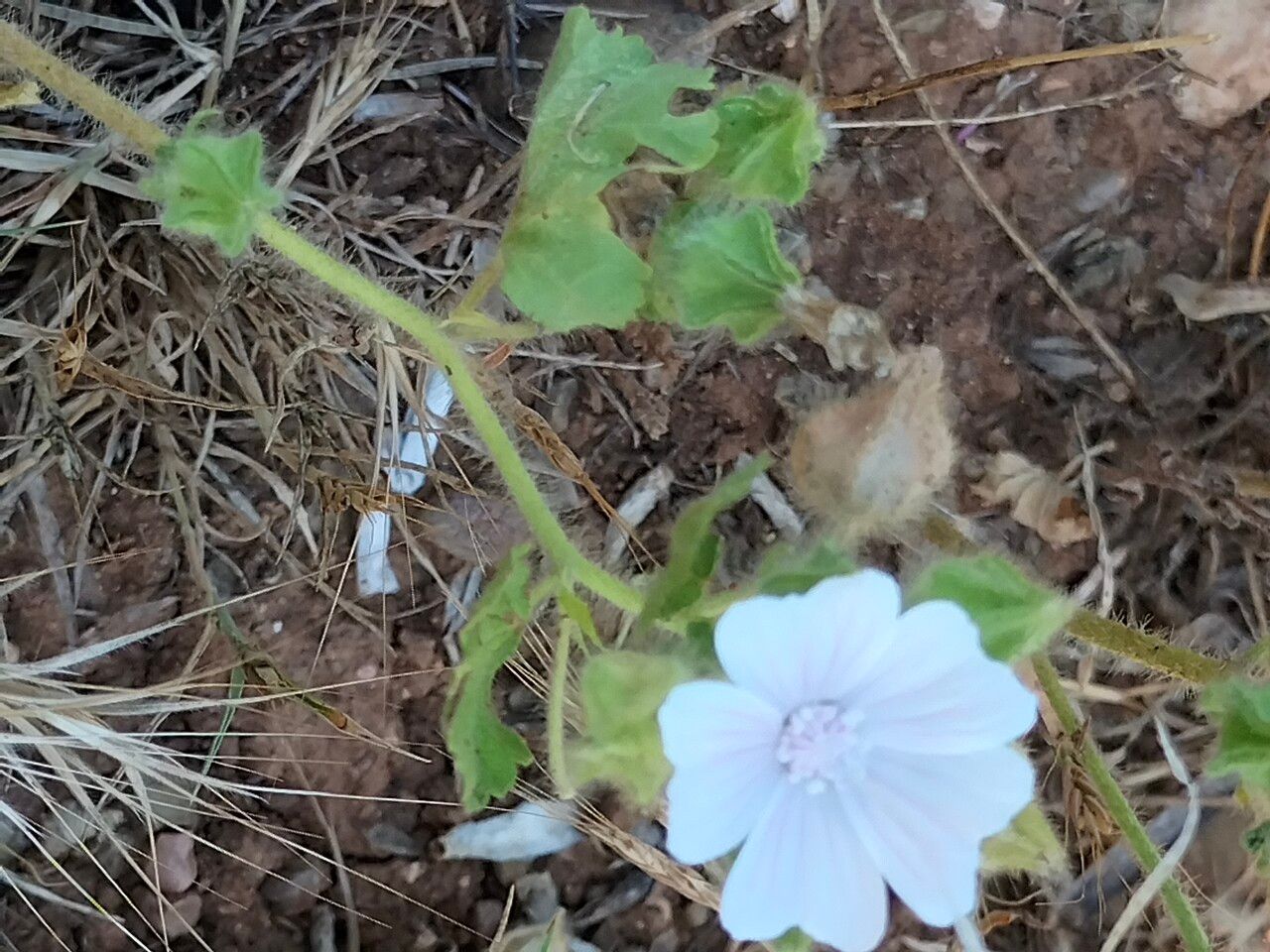 Malva hispanica — search result for 'Malva'