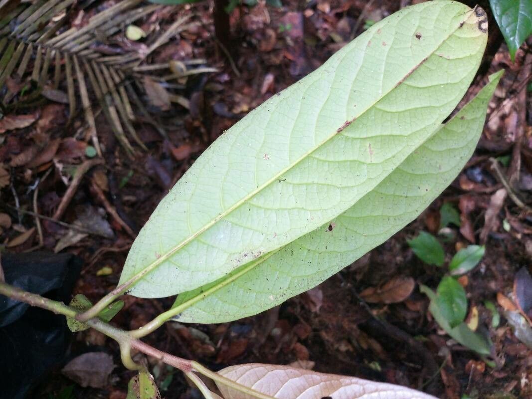 Siparuna cristata — related species from the same genus