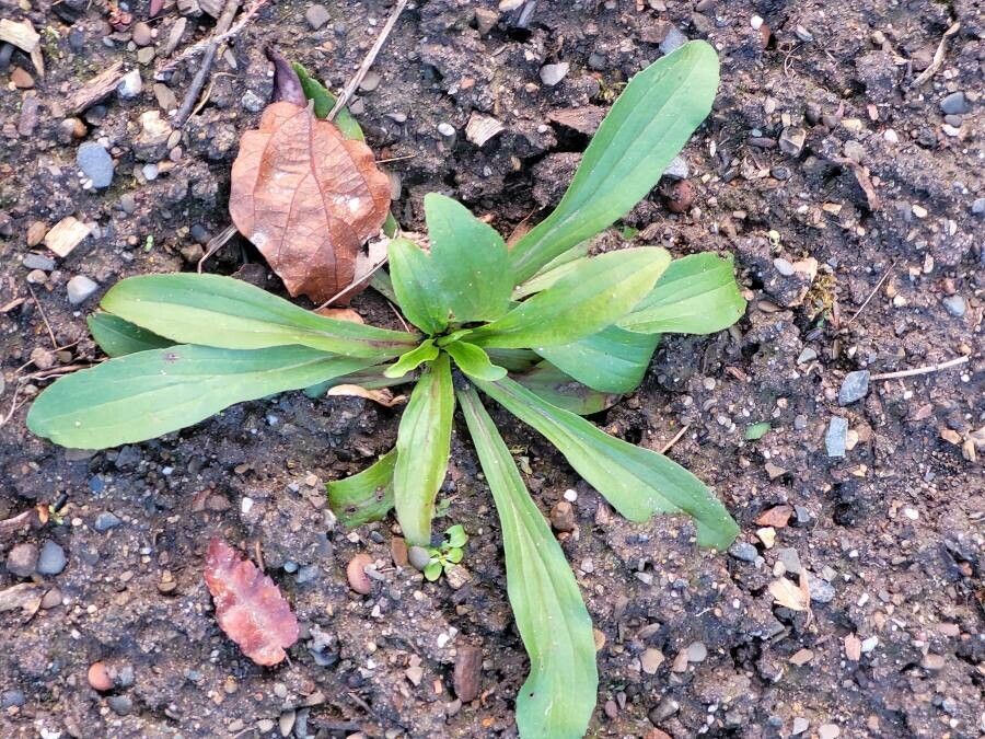 Digitalis lanata — search result for 'Plantaginaceae'