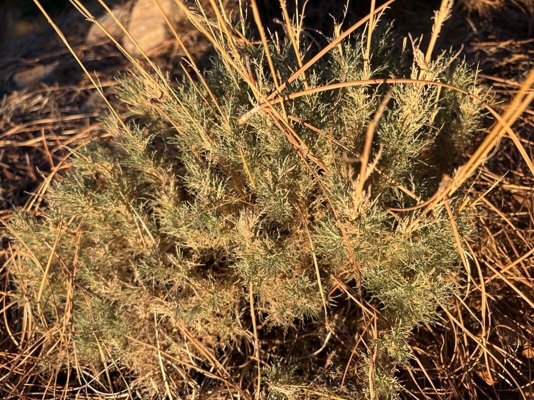 Descurainia gonzalezii habit