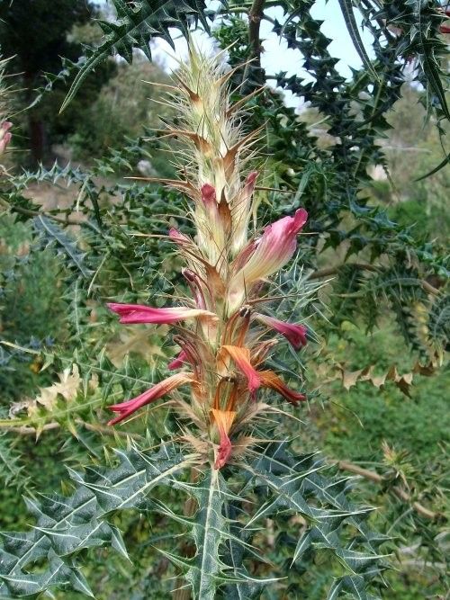 Acanthus arboreus flower