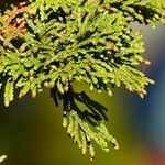 Thuja occidentalis