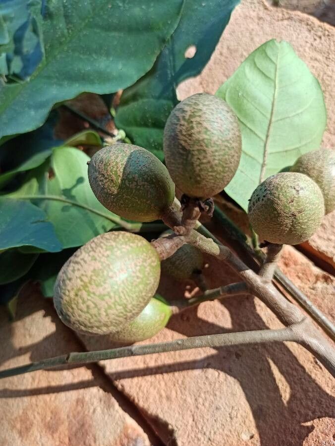 Guarea guidonia fruit