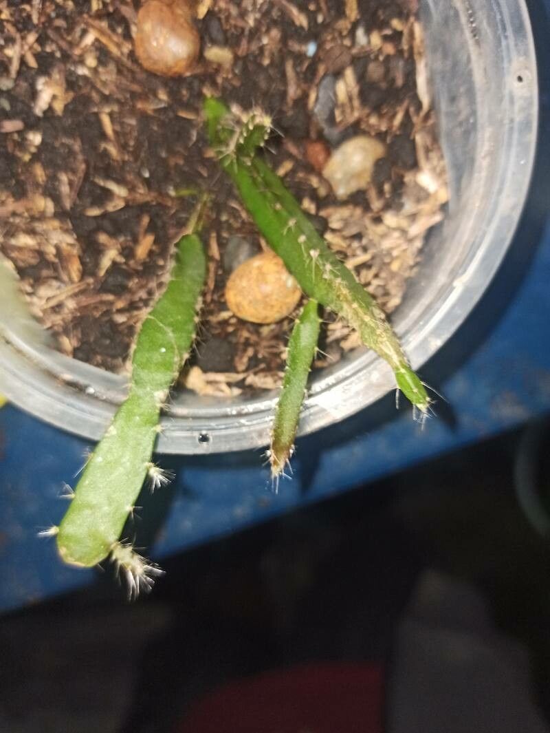 Hylocereus megalanthus leaf