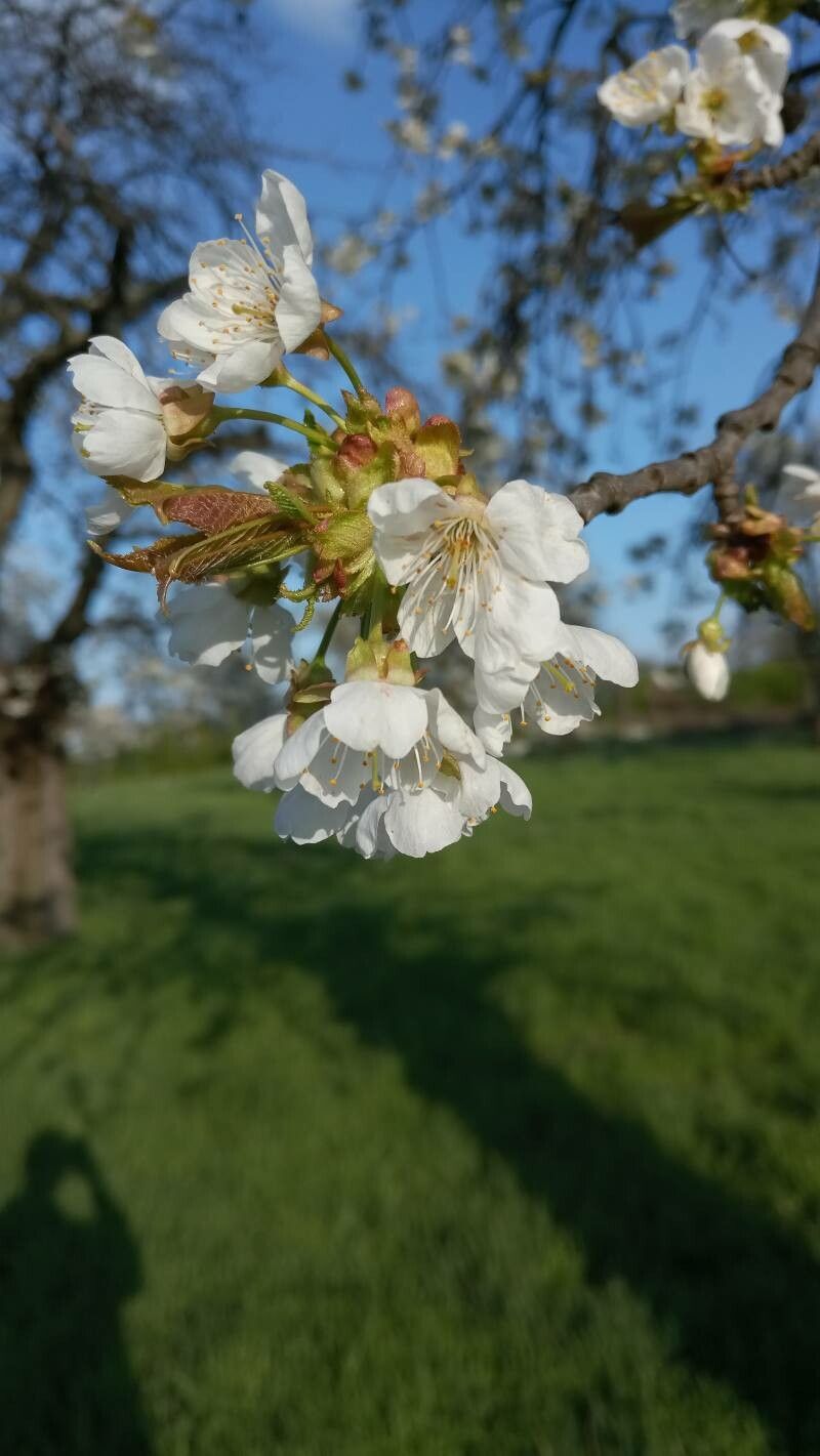Prunus × gondouinii flower
