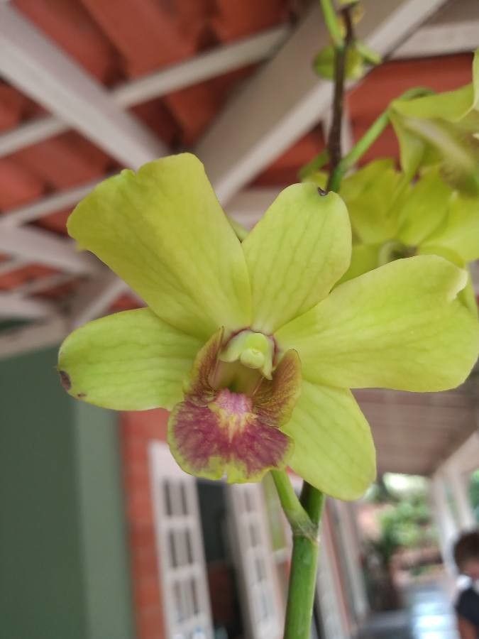 Dendrobium closterium flower