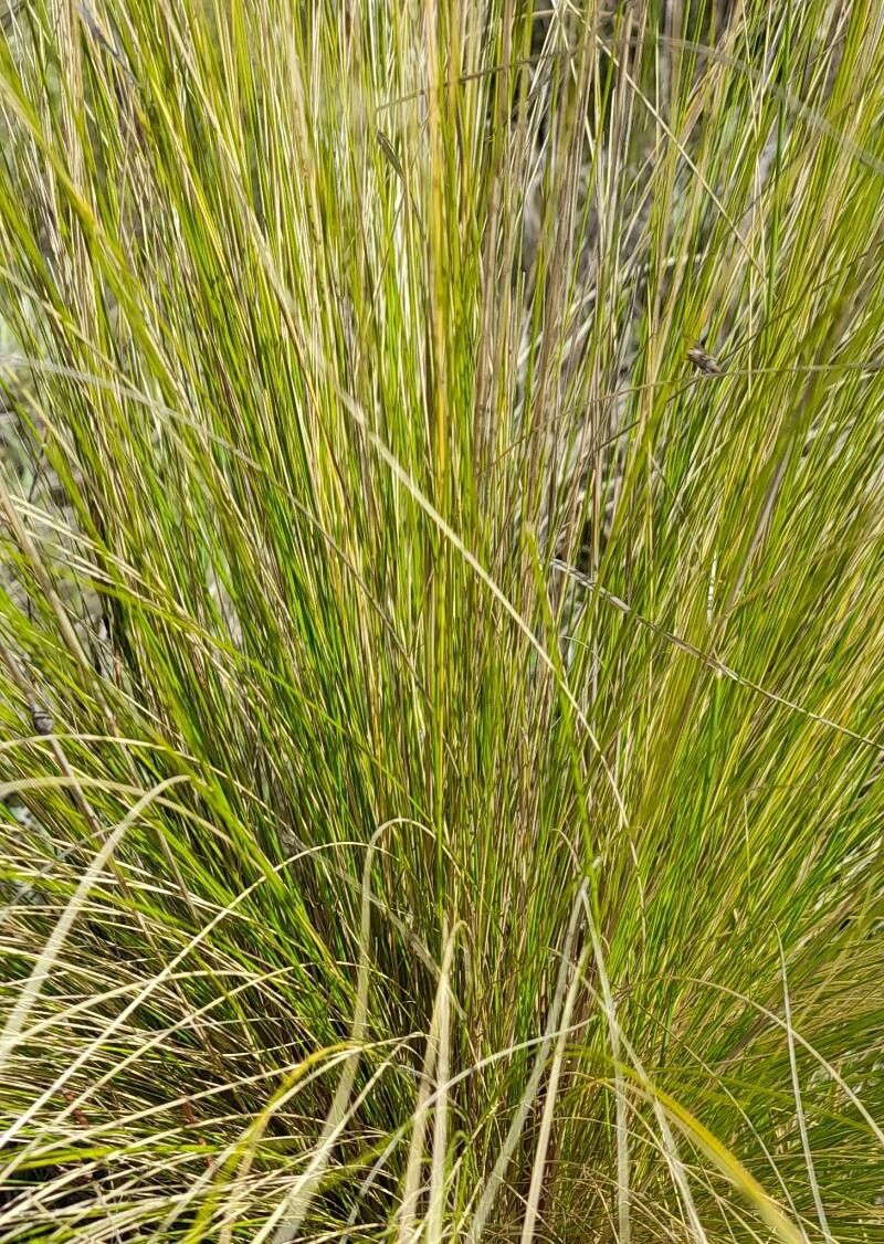Stipa ichu — search result for 'El Salvador'