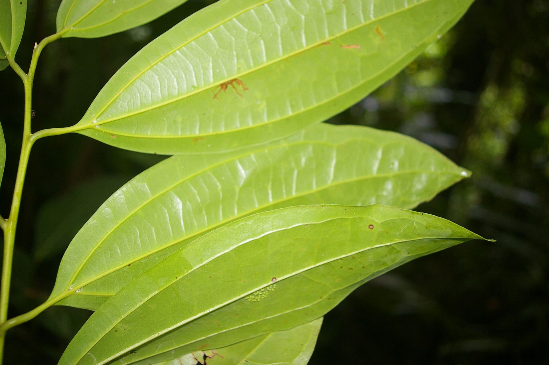 Cinnamomum neurophyllum leaf