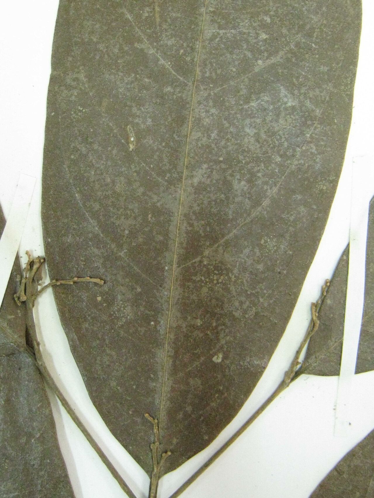 Cordia nervosa — houseplant care guide