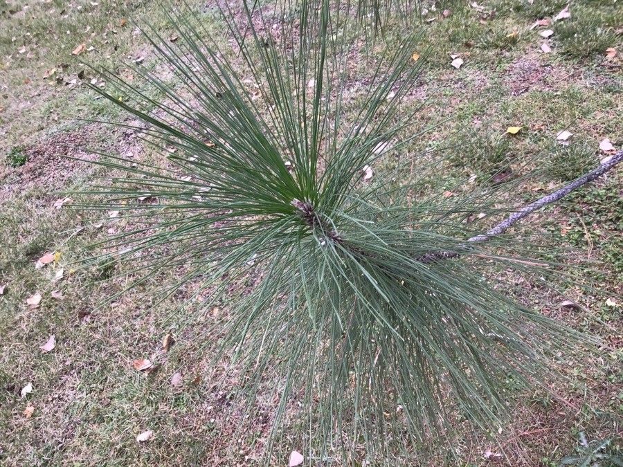 Pinus canariensis leaf