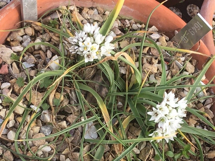 Allium subvillosum habit