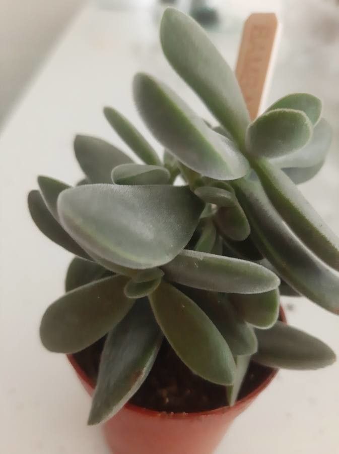Adromischus liebenbergii flower