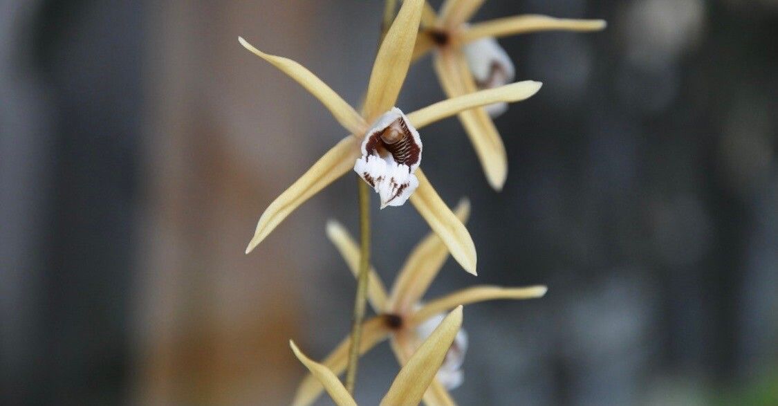 Dendrobium aemulum flower