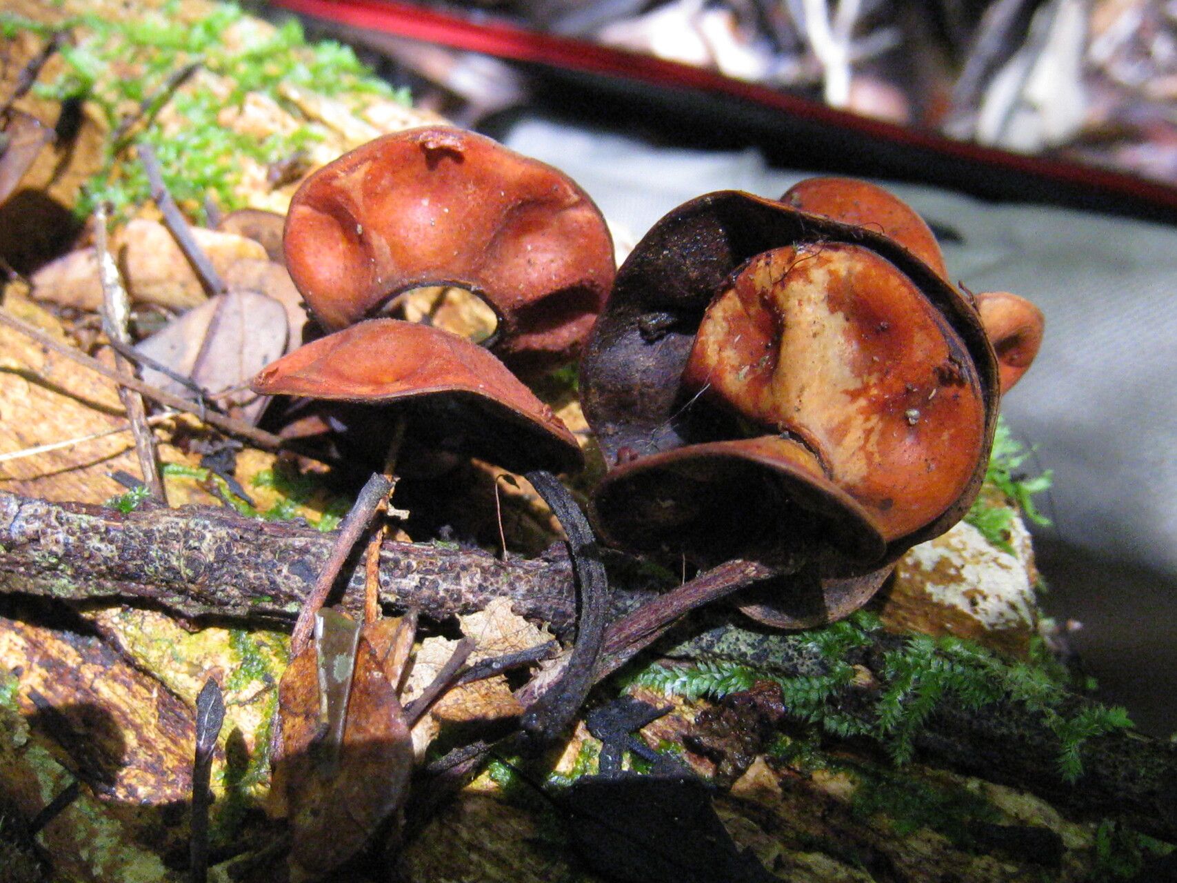 Abarema jupunba fruit