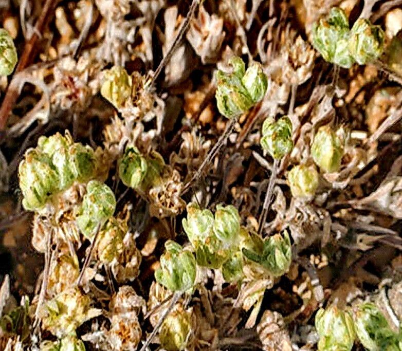 Filago arizonica — related species from the same genus