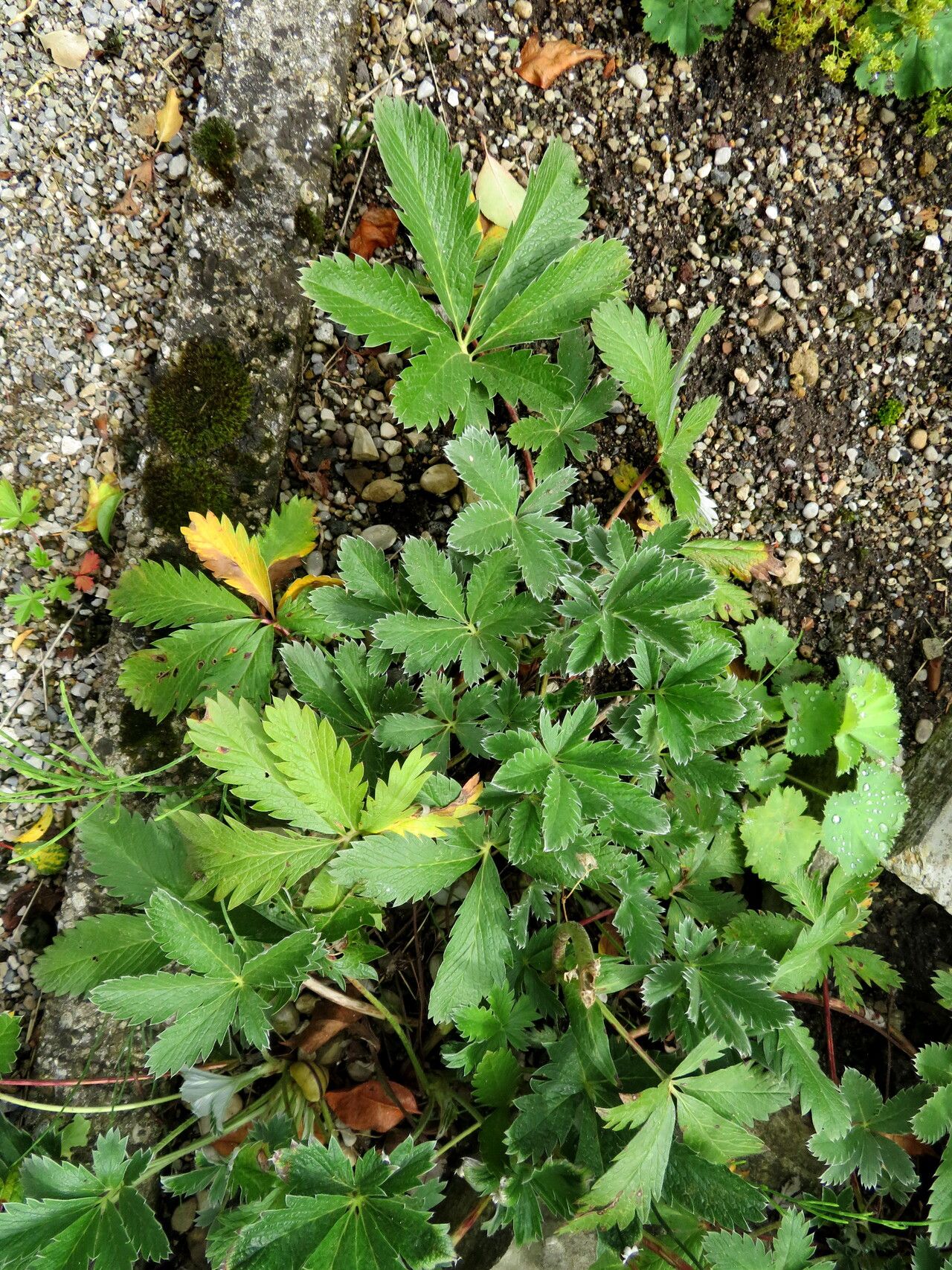 Potentilla porphyrantha — houseplant care guide