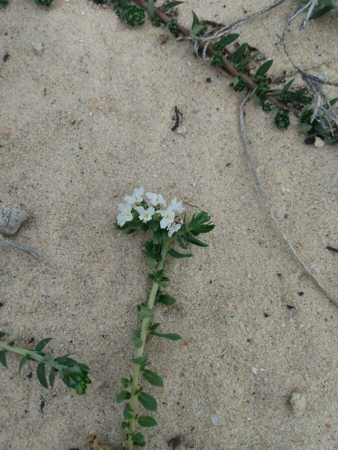 Euploca polyphylla flower