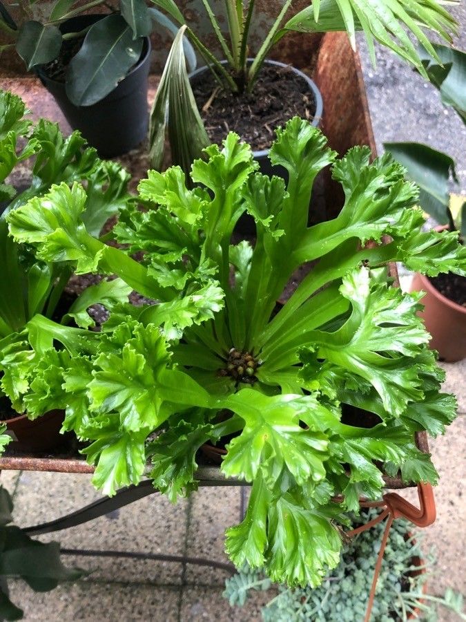 Microsorum punctatum