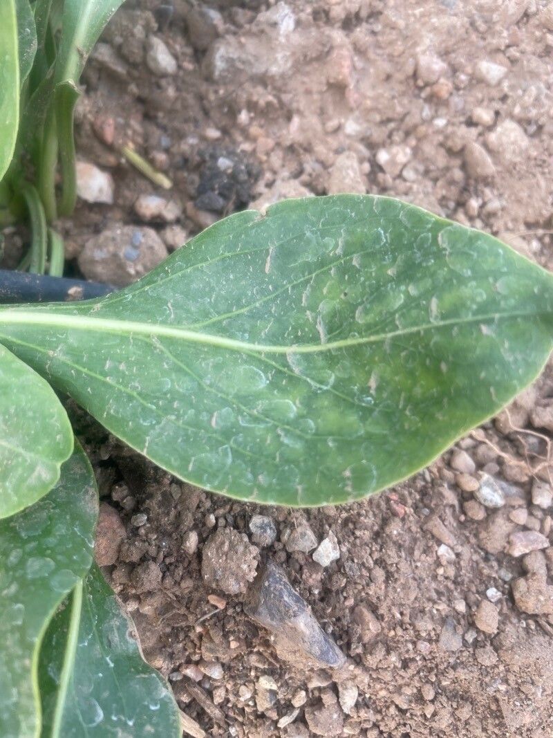 Penstemon havardii — search result for 'Penstemon'